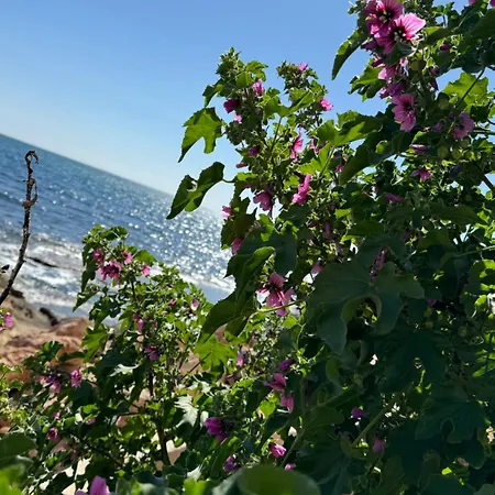 Lägenhet Viola Torrevieja