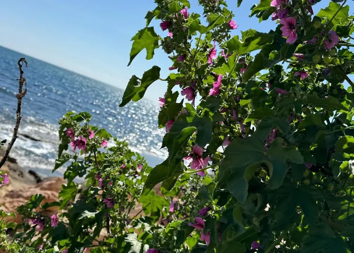 Apartment Viola Torrevieja